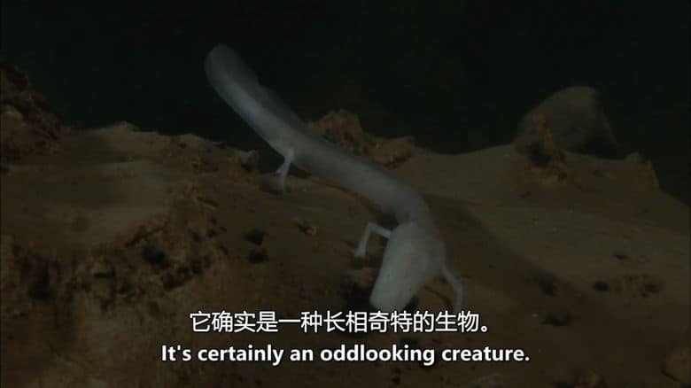 BBC纪录片《爱登堡的生命方舟 Attenborough’s Ark 2012》英语中英双字 无水印纯净版 1080P/MKV/2.19G 濒危生物插图6