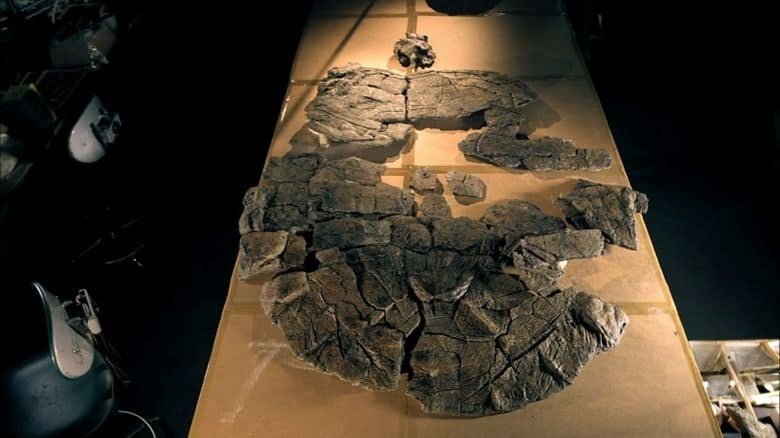 PBS纪录片《巨兽墓地 Graveyard of the Giant Beasts 2016》英语中英双字 无水印纯净版 1080P/MKV/4.53G 动物化石宝库插图2