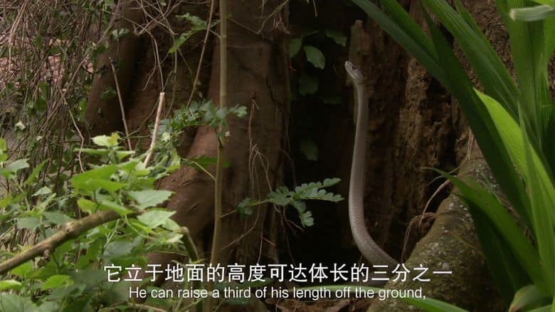 国家地理《毒液传奇 Legends of Venom 2023》第一季全3集 英语中英双字 无水印纯净版 4K超清/2160P/MKV/18.4G 蛇类纪录片插图7 国家地理《毒液传奇 Legends of Venom 2023》第一季全3集 英语中英双字 无水印纯净版 4K超清/2160P/MKV/18.4G 蛇类纪录片插图7