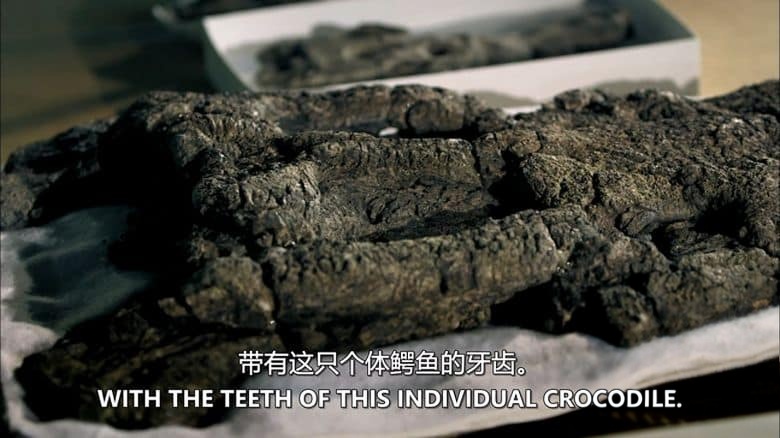 PBS纪录片《巨兽墓地 Graveyard of the Giant Beasts 2016》英语中英双字 无水印纯净版 1080P/MKV/4.53G 动物化石宝库插图3