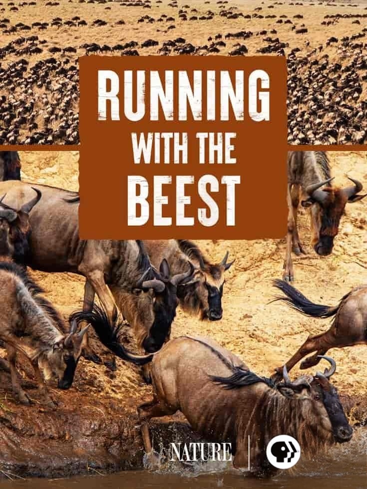 PBS纪录片《与野兽同行 Running with the Beest 2022》英语中英双字 无水印纯净版 1080P/MKV/5.83G 东非牛羚大迁徙插图 PBS纪录片《与野兽同行 Running with the Beest 2022》英语中英双字 无水印纯净版 1080P/MKV/5.83G 东非牛羚大迁徙插图
