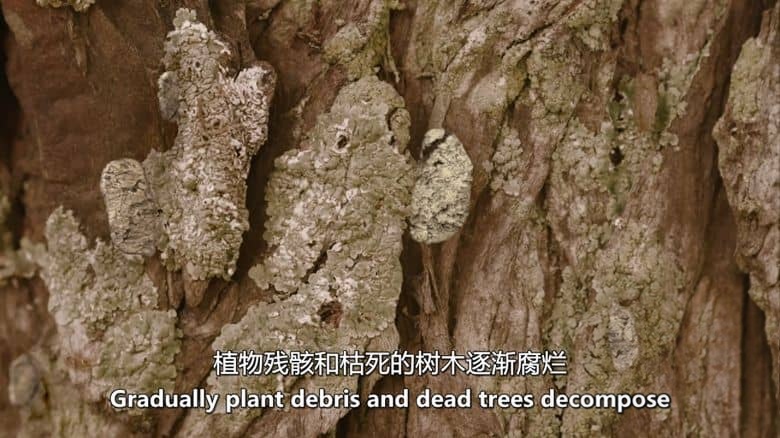 法国纪录片《新史前史 A New Prehistory 2016》全3集 英语中英双字 无水印纯净版 1080P/MKV/6.32G 史前文明插图4 法国纪录片《新史前史 A New Prehistory 2016》全3集 英语中英双字 无水印纯净版 1080P/MKV/6.32G 史前文明插图4