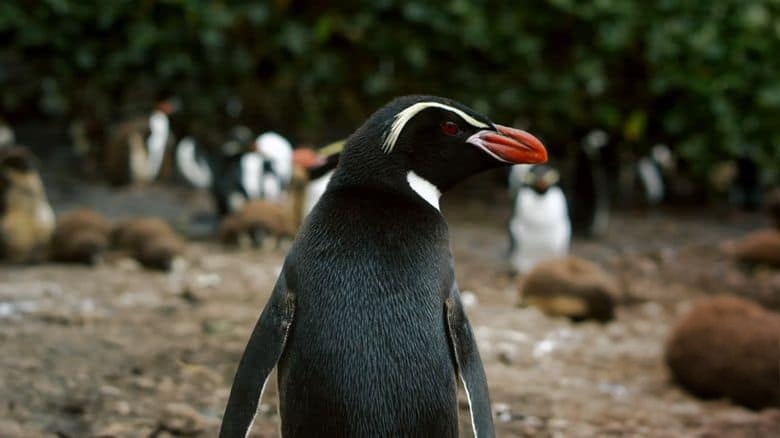 BBC纪录片《企鹅家族 Penguins: Meet the Family 2020》英语中英双字 无水印纯净版 1080P/MKV/3.74G 企鹅与种族插图2