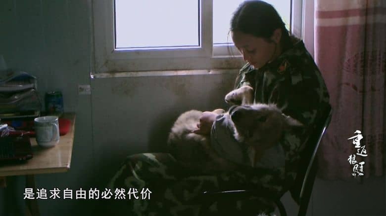 国产纪录片《重返狼群 – 10周年特别纪念版 Return to the Wolves 10-Year Anniversary Special 2021》全11集 国语中字 YOUKU水印版 4K超清/2160P/MP4/75G 狼王格林的感人故事插图3 国产纪录片《重返狼群 – 10周年特别纪念版 Return to the Wolves 10-Year Anniversary Special 2021》全11集 国语中字 YOUKU水印版 4K超清/2160P/MP4/75G 狼王格林的感人故事插图3