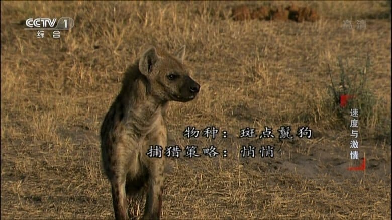 央视纪录片《动物世界(赵忠祥版) Animal World 1968》共107集 国语无字 1080P/TS/150G 动物世界插图6 央视纪录片《动物世界(赵忠祥版) Animal World 1968》共107集 国语无字 1080P/TS/150G 动物世界插图6