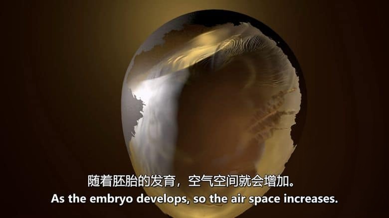 PBS纪录片《蛋：大自然的完美发明 The Egg: Life’s Perfect Invention 2019》英语中英双字 无水印纯净版 1080P/MKV/2.3G 卵生揭秘插图4
