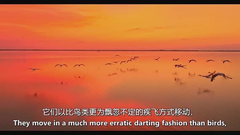 加拿大纪录片《动物本能 The Animal Within 2020-2026》第1-2季全12集 英语中英双字 无水印纯净版 1080P/MKV/21.6G 动物超能力插图1