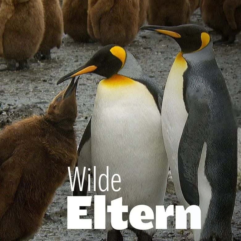 德国纪录片《大自然中的父母之爱 Parents in the Wild 2024》全2集 国语中字 央视版 1080P/TS/6.27G 动物间的亲情插图 德国纪录片《大自然中的父母之爱 Parents in the Wild 2024》全2集 国语中字 央视版 1080P/TS/6.27G 动物间的亲情插图