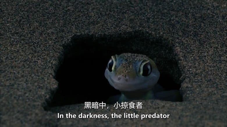 美国纪录片《霍尼布山谷 Hoanib 2013》英语中英双字 无水印纯净版 1080P/MKV/2.97G 纳米布沙漠插图3