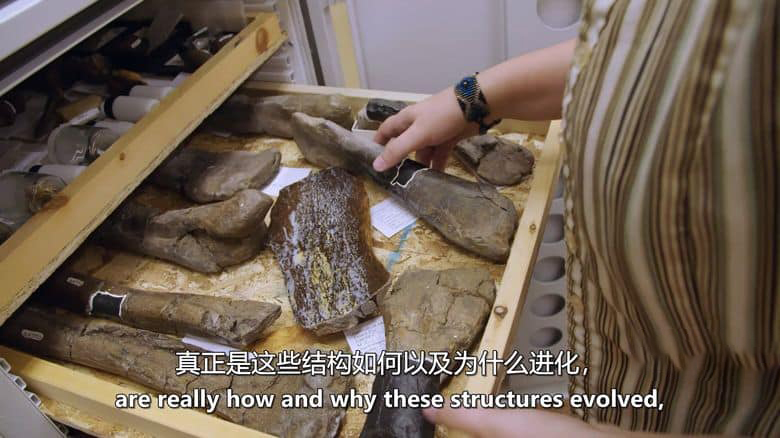 加拿大纪录片《恐龙小径 Dino Trails 2019》英语中英双字 无水印纯净版 1080P/MKV/2.71G 最新的恐龙发现插图1 加拿大纪录片《恐龙小径 Dino Trails 2019》英语中英双字 无水印纯净版 1080P/MKV/2.71G 最新的恐龙发现插图1