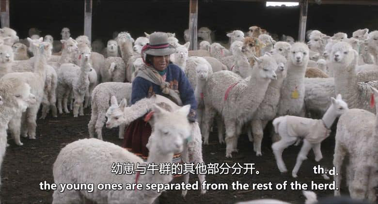 美国纪录片《牧民 Herders 2022》全5集 英语中英双字 无水印纯净版 1080P/MKV/5.99G 牧民生活插图7