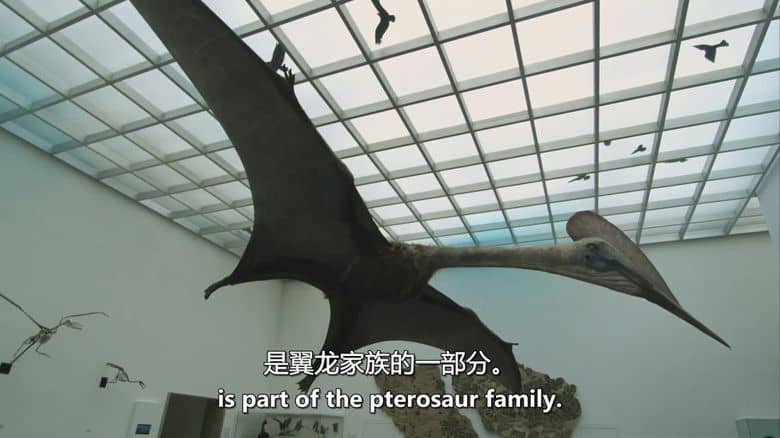 法国纪录片《新史前史 A New Prehistory 2016》全3集 英语中英双字 无水印纯净版 1080P/MKV/6.32G 史前文明插图5 法国纪录片《新史前史 A New Prehistory 2016》全3集 英语中英双字 无水印纯净版 1080P/MKV/6.32G 史前文明插图5