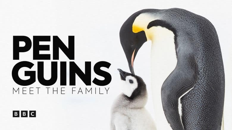 BBC纪录片《企鹅家族 Penguins: Meet the Family 2020》英语中英双字 无水印纯净版 1080P/MKV/3.74G 企鹅与种族插图1