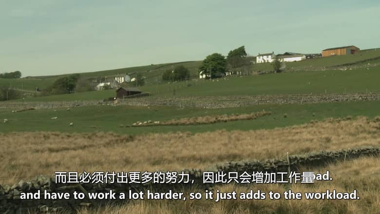 英国纪录片《牧羊成痴 Addicted to Sheep 2015》英语中英双字 无水印纯净版 1080P/MKV/1.43G 牧羊生活插图5 英国纪录片《牧羊成痴 Addicted to Sheep 2015》英语中英双字 无水印纯净版 1080P/MKV/1.43G 牧羊生活插图5