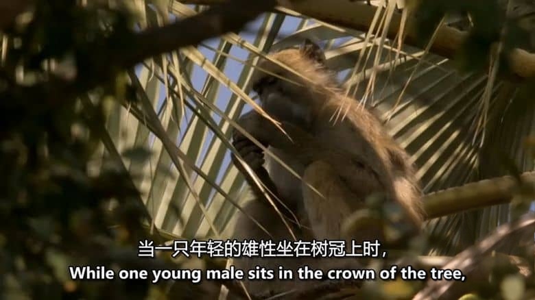 BBC纪录片《自然世界 Natural World》第1-7季全42集 英语中英双字 无水印纯净版 1080P/MKV/121G 探索自然之窗插图4