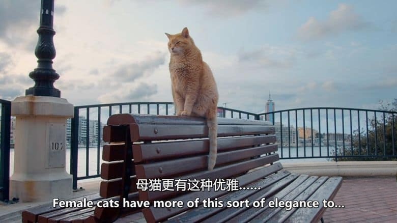 马耳他纪录片《马耳他的猫 Cats of Malta 2023》英语中英双字 无水印纯净版 1080P/MKV/1.23G 马耳他的猫插图1