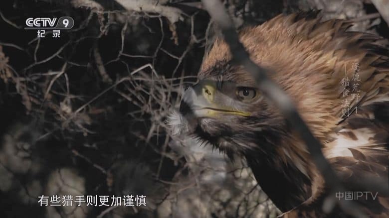 央视纪录片《逐鹿荒野 The Wild Wild Bunch 2025》全3集 国语中字 1080P/TS/9.03G 动物猎食法则插图3 央视纪录片《逐鹿荒野 The Wild Wild Bunch 2025》全3集 国语中字 1080P/TS/9.03G 动物猎食法则插图3