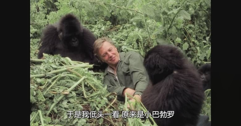英国纪录片《大卫·艾登堡：大猩猩的故事 A Gorilla Story: Told by David Attenborough 2026》英语中英双字 无水印纯净版 1080P/MKV/1.43G 大猩猩的故事插图1