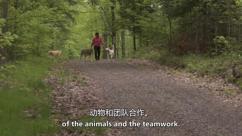 PBS纪录片《雪橇 Musher 2021》英语中英双字 无水印纯净版 1080P/MKV/3.42G 雪橇犬比赛插图1 PBS纪录片《雪橇 Musher 2021》英语中英双字 无水印纯净版 1080P/MKV/3.42G 雪橇犬比赛插图1