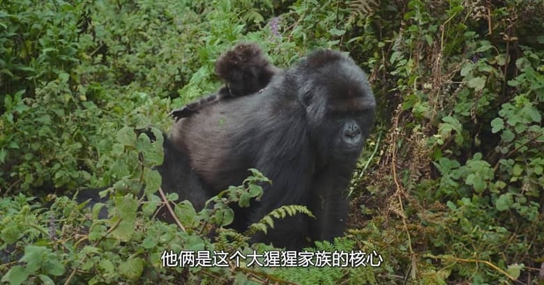 英国纪录片《大卫·艾登堡：大猩猩的故事 A Gorilla Story: Told by David Attenborough 2026》英语中英双字 无水印纯净版 1080P/MKV/1.43G 大猩猩的故事插图2