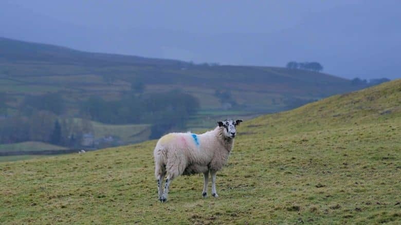 CH5纪录片《鲁本·欧文：谷地生活 Reuben Owen: Life in the Dales 2024》第二季共9集 英语中英双字 无水印纯净版 1080P/MKV/18.1G 英国农场生活插图4