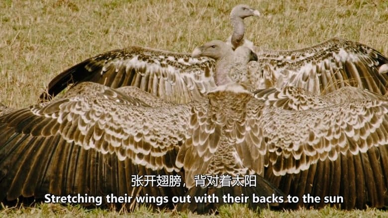 PBS纪录片《与野兽同行 Running with the Beest 2022》英语中英双字 无水印纯净版 1080P/MKV/5.83G 东非牛羚大迁徙插图4 PBS纪录片《与野兽同行 Running with the Beest 2022》英语中英双字 无水印纯净版 1080P/MKV/5.83G 东非牛羚大迁徙插图4