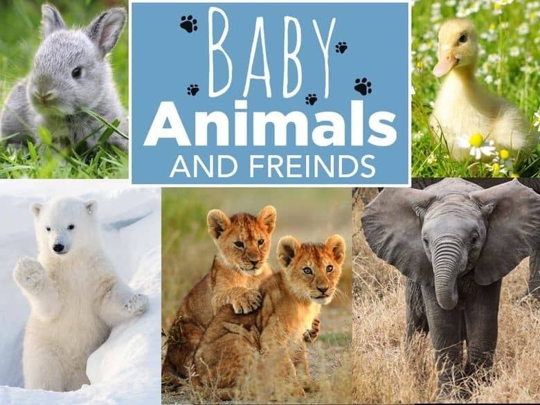美国纪录片《动物宝宝 Baby Animals 2015-2020》第1-2季全13集 英语中英双字 无水印纯净版 1080P/MKV/23.9G 动物幼崽插图1