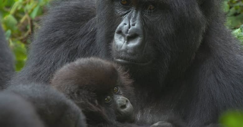 英国纪录片《大卫·艾登堡：大猩猩的故事 A Gorilla Story: Told by David Attenborough 2026》英语中英双字 无水印纯净版 1080P/MKV/1.43G 大猩猩的故事插图5