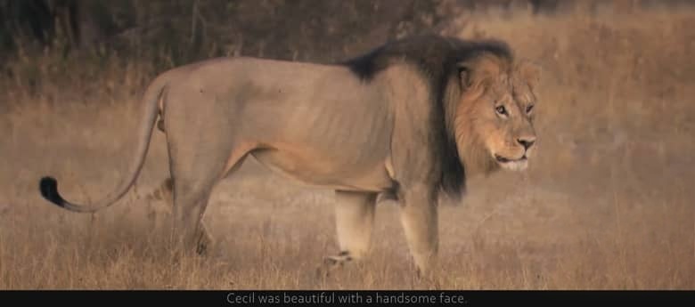 英国纪录片《塞西尔：狮子与牙医 Cecil: The Lion and the Dentist 2026》英语中英双字 无水印纯净版 1080P/MKV/1.31G 人与野生动物的共生插图1