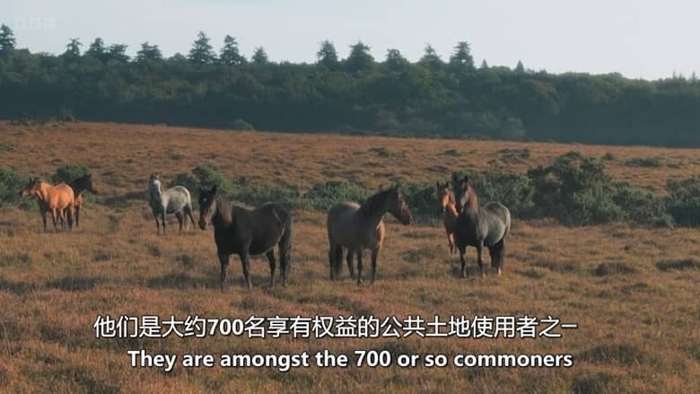 BBC纪录片《走进英国国家公园 Inside Britain’s National Parks 2026》全4集 英语中英双字 无水印纯净版 1080P/MKV/4.6G 英国国家公园插图3