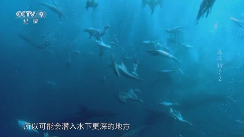 BBC纪录片《海洋猎手 Hunters of the South Seas 2015》全2集 国语中字 央视译制版 1080P/TS/7.19G 南海猎人插图4
