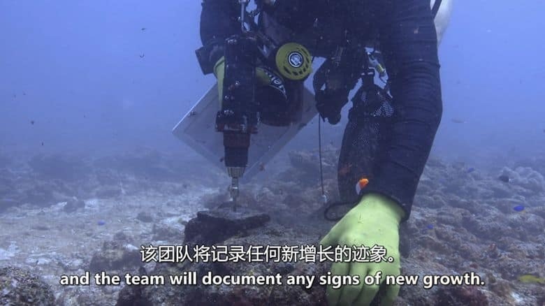 加拿大纪录片《救援珊瑚礁 Reef Rescue 2020》英语中英双字 无水印纯净版 1080P/MKV/2.97G 救援珊瑚礁插图4 加拿大纪录片《救援珊瑚礁 Reef Rescue 2020》英语中英双字 无水印纯净版 1080P/MKV/2.97G 救援珊瑚礁插图4