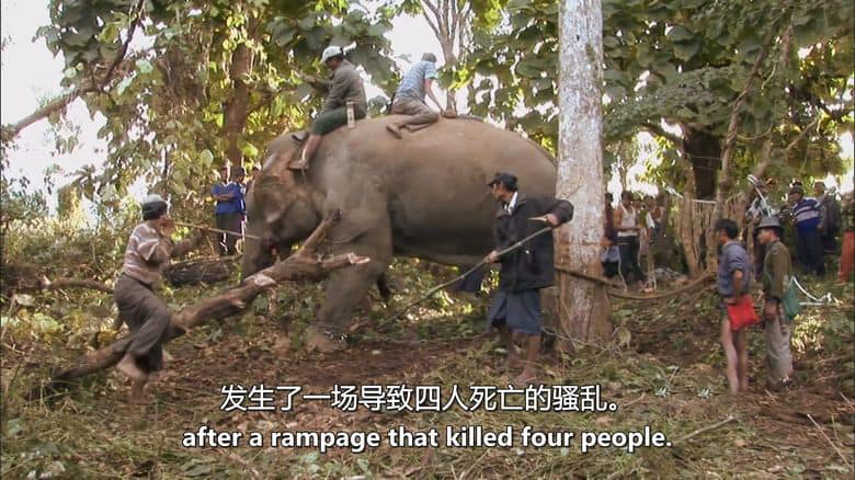 澳大利亚纪录片《最后的象夫 The Last Mahout 2008》英语中英双字 无水印纯净版 1080P/MKV/4.66G 亚洲象插图3 澳大利亚纪录片《最后的象夫 The Last Mahout 2008》英语中英双字 无水印纯净版 1080P/MKV/4.66G 亚洲象插图3