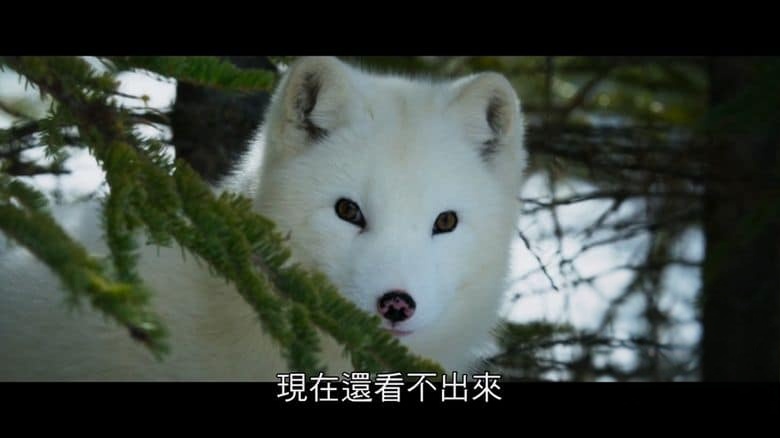 法国纪录片《北极小迷狐吉娜&尤克 Kina & Yuk 2023》国语中字 无水印纯净版 1080P/MKV/4.45G 北极自然奇观插图2 法国纪录片《北极小迷狐吉娜&尤克 Kina & Yuk 2023》国语中字 无水印纯净版 1080P/MKV/4.45G 北极自然奇观插图2