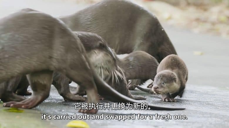 美国纪录片《河流世界 River World 2020》英语中英双字 无水印纯净版 1080P/MKV/3.61G 河流生态插图4