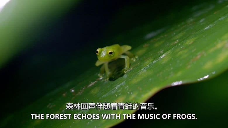 史密森尼频道《热带雨林的奥秘 Mysteries of the Rainforest 2016》英语中英双字 无水印纯净版 1080P/MKV/3.75G 热带雨林插图3 史密森尼频道《热带雨林的奥秘 Mysteries of the Rainforest 2016》英语中英双字 无水印纯净版 1080P/MKV/3.75G 热带雨林插图3
