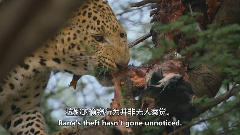 英国纪录片《豹族王朝：拉纳的崛起 Leopard Dynasty-The Rise of Rana 2025》英语中英双字 无水印纯净版 1080P/MKV/1.81G 野生豹插图5