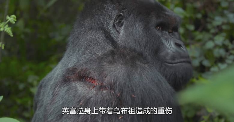 英国纪录片《大卫·艾登堡：大猩猩的故事 A Gorilla Story: Told by David Attenborough 2026》英语中英双字 无水印纯净版 1080P/MKV/1.43G 大猩猩的故事插图3