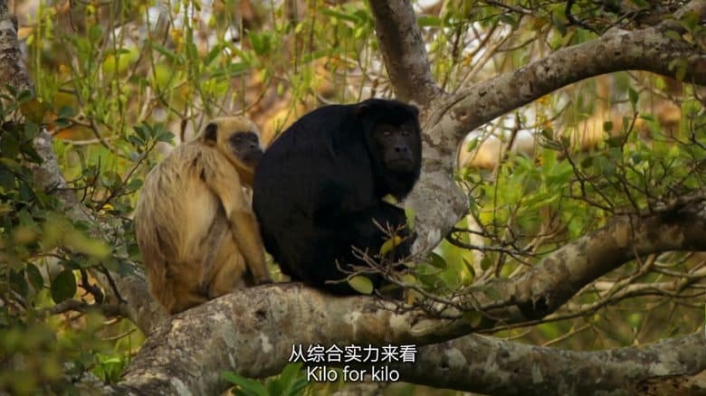 德国纪录片《美洲豹的生存挑战 Jaguar: King of the Jungle 2020》国语中英双字 无水4K超清/2160P/MP4/1.31G 丛林之王插图7 德国纪录片《美洲豹的生存挑战 Jaguar: King of the Jungle 2020》国语中英双字 无水4K超清/2160P/MP4/1.31G 丛林之王插图7
