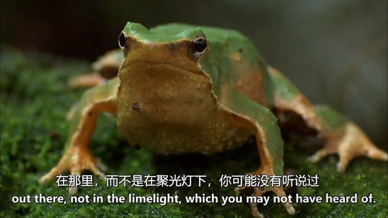BBC纪录片《爱登堡的生命方舟 Attenborough’s Ark 2012》英语中英双字 无水印纯净版 1080P/MKV/2.19G 濒危生物插图2