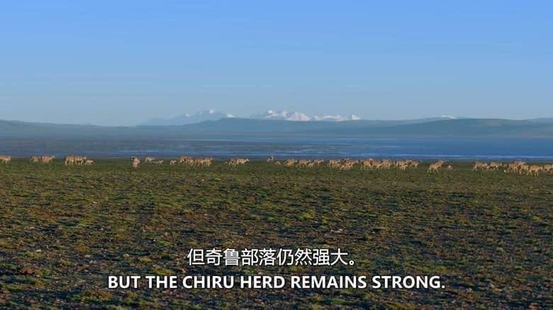 美国纪录片《走进荒野西藏 Into the Wild Tibet 2020》英语中英双字 无水印纯净版 1080P/MKV/2.84G 生态西藏插图6 美国纪录片《走进荒野西藏 Into the Wild Tibet 2020》英语中英双字 无水印纯净版 1080P/MKV/2.84G 生态西藏插图6