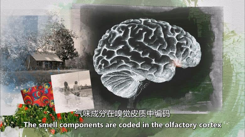 PBS纪录片《记忆黑客 Memory Hackers 2016》英语中英双字 无水印纯净版 1080P/MKV/2.82G 探索记忆插图3 PBS纪录片《记忆黑客 Memory Hackers 2016》英语中英双字 无水印纯净版 1080P/MKV/2.82G 探索记忆插图3