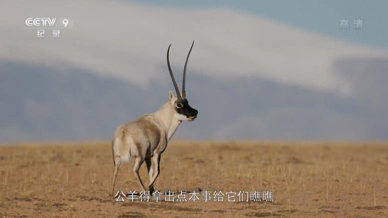 央视纪录片《我住江之头 Above the Great Rivers 2022》全5集 国语中字 1080P/TS/10.3G 三江源插图5