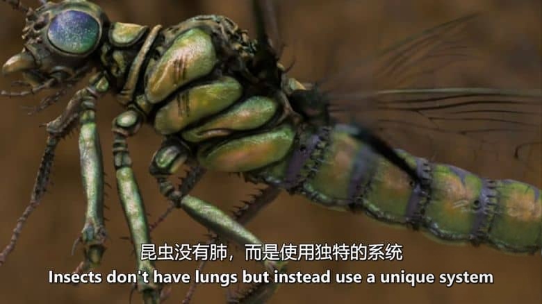法国纪录片《新史前史 A New Prehistory 2016》全3集 英语中英双字 无水印纯净版 1080P/MKV/6.32G 史前文明插图3 法国纪录片《新史前史 A New Prehistory 2016》全3集 英语中英双字 无水印纯净版 1080P/MKV/6.32G 史前文明插图3