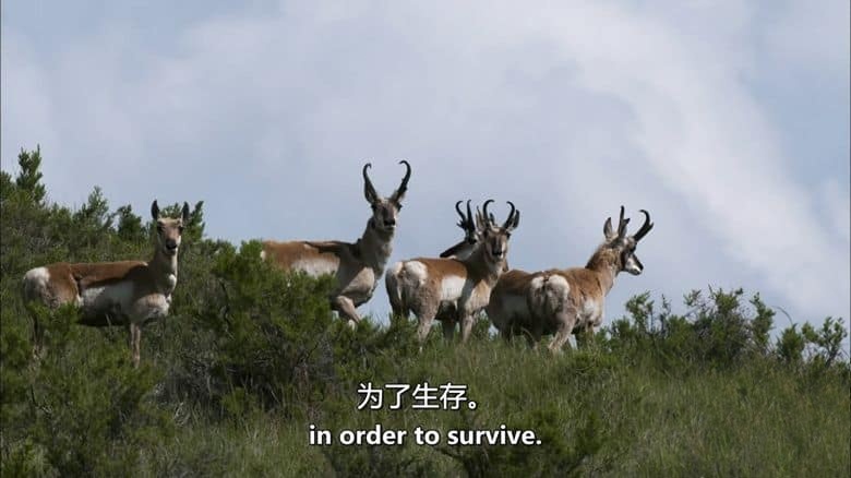 PBS纪录片《大平原 Great Plains 2013》全2集 英语中英双字 无水印纯净版 1080P/MKV/8.31G 北美大平原插图3