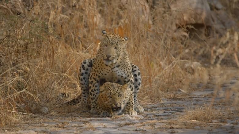 英国纪录片《豹族王朝：拉纳的崛起 Leopard Dynasty-The Rise of Rana 2025》英语中英双字 无水印纯净版 1080P/MKV/1.81G 野生豹插图2