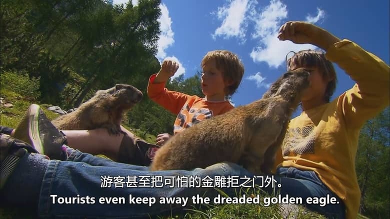 奥地利纪录片《魔力山脉：羚羊之地 Magic Mountains：Land of the Chamois 2012》英语中英双字 无水印纯净版 1080P/MKV/5.23G 奥地利生态插图7