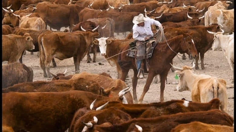 PBS纪录片《大平原 Great Plains 2013》全2集 英语中英双字 无水印纯净版 1080P/MKV/8.31G 北美大平原插图5