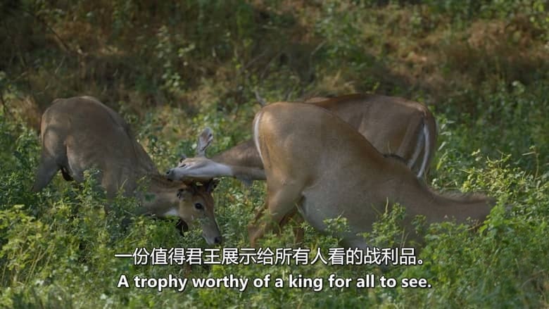 英国纪录片《豹族王朝：拉纳的崛起 Leopard Dynasty-The Rise of Rana 2025》英语中英双字 无水印纯净版 1080P/MKV/1.81G 野生豹插图3