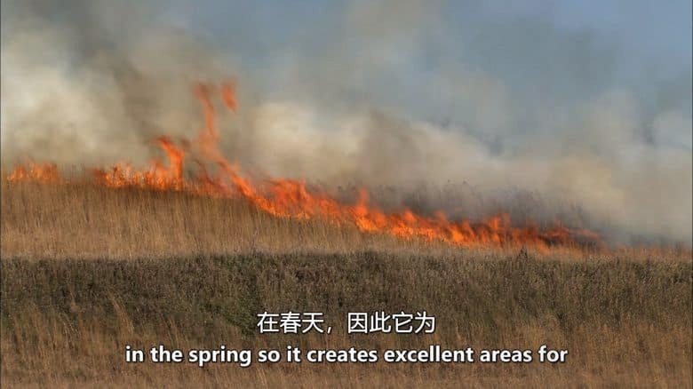 PBS纪录片《大平原 Great Plains 2013》全2集 英语中英双字 无水印纯净版 1080P/MKV/8.31G 北美大平原插图6